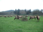 elk