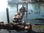 sealions